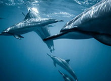 冬奥会为意大利带来经济红利